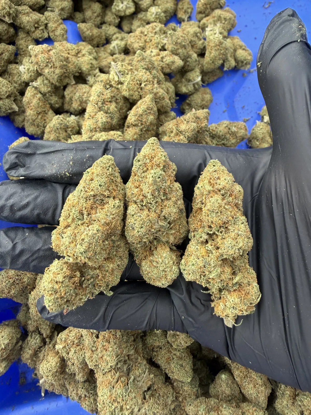 CAMBA LIFE hemp flowers on a black glove